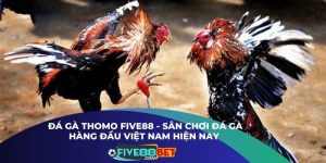  Đá Gà Thomo Five88 - Sân Chơi Đá Gà Hàng Đầu Việt Nam Hiện Nay